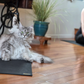 Yoga Pet Mat