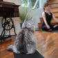 Yoga Pet Mat